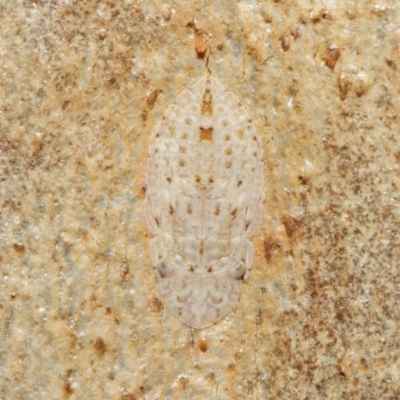 Ledromorpha planirostris (A leafhopper) at Downer, ACT - 18 Jun 2021 by TimL