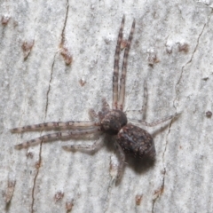 Tmarus marmoreus (Marbled crab spider) at ANBG - 18 Jun 2021 by TimL