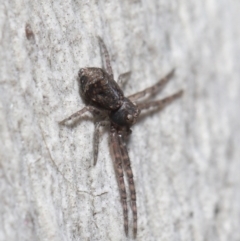 Tmarus marmoreus at Downer, ACT - 18 Jun 2021