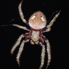 Hortophora transmarina (Garden Orb Weaver) at Conder, ACT - 4 Mar 2021 by michaelb