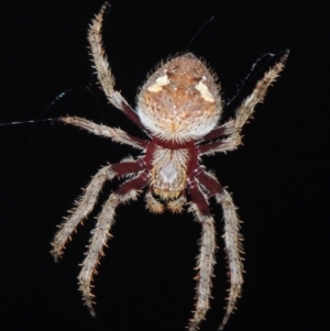 Hortophora transmarina at Conder, ACT - 4 Mar 2021 10:05 PM