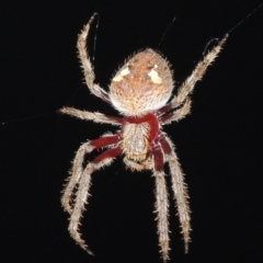 Hortophora transmarina at Conder, ACT - 4 Mar 2021 10:05 PM