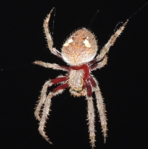 Hortophora transmarina at Conder, ACT - 4 Mar 2021