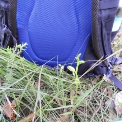 Pterostylis longifolia (Tall Greenhood) at Morton National Park - 16 Jun 2021 by Wonga