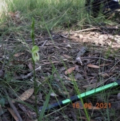 Pterostylis longifolia at Bundanoon, NSW - 16 Jun 2021