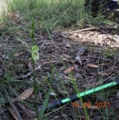Pterostylis longifolia at Bundanoon, NSW - suppressed