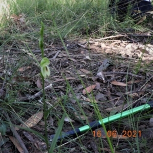 Pterostylis longifolia at Bundanoon, NSW - suppressed