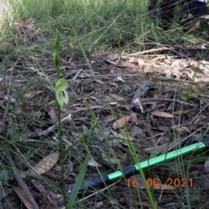 Pterostylis longifolia at Bundanoon, NSW - 16 Jun 2021