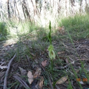 Pterostylis longifolia at Bundanoon, NSW - 16 Jun 2021