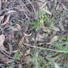 Pterostylis longifolia at Bundanoon, NSW - suppressed