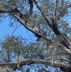 Podargus strigoides (Tawny Frogmouth) at Mount Majura - 17 Jun 2021 by cmobbs