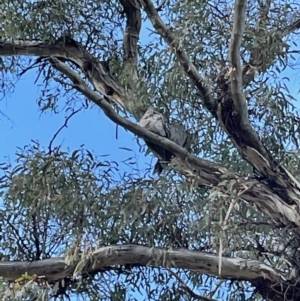 Podargus strigoides at Hackett, ACT - 18 Jun 2021 08:54 AM