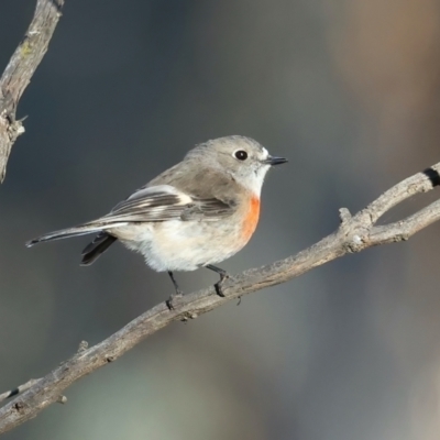 Petroica boodang (Scarlet Robin) at Mount Ainslie - 19 Jun 2021 by jb2602