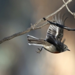 Petroica boodang at Majura, ACT - 19 Jun 2021