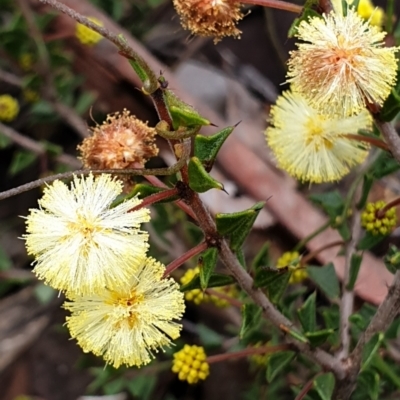 Acacia gunnii (Ploughshare Wattle) at Holt, ACT - 15 Jun 2021 by drakes