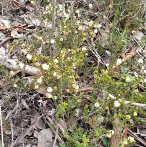 Acacia gunnii at Holt, ACT - 15 Jun 2021