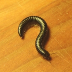 Ommatoiulus moreleti (Portuguese Millipede) at Conder, ACT - 17 Mar 2021 by MichaelBedingfield