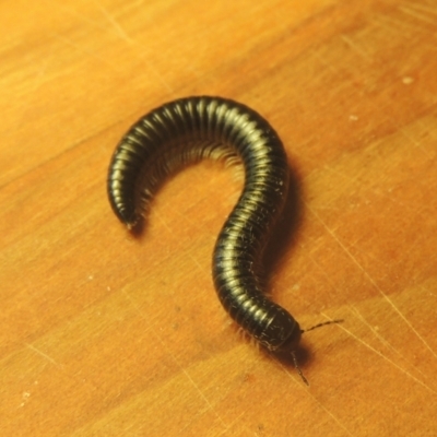 Ommatoiulus moreleti (Portuguese Millipede) at Pollinator-friendly garden Conder - 16 Mar 2021 by michaelb