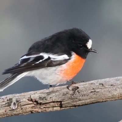 Petroica boodang (Scarlet Robin) at Majura, ACT - 19 Jun 2021 by jbromilow50