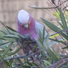 Eolophus roseicapilla at Scullin, ACT - 20 Jun 2021