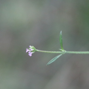 Verbena caracasana at O'Connor, ACT - 20 Jun 2021