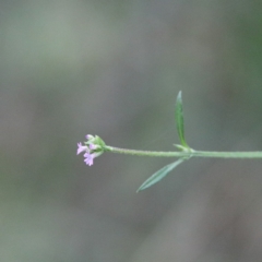 Verbena caracasana (Purple Top) at Dryandra St Woodland - 20 Jun 2021 by ConBoekel