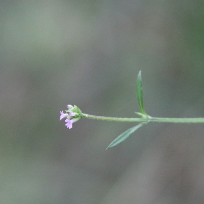 Verbena caracasana (Purple Top) at O'Connor, ACT - 20 Jun 2021 by ConBoekel