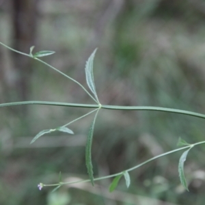 Verbena caracasana at O'Connor, ACT - 20 Jun 2021