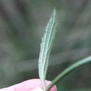 Verbena caracasana at O'Connor, ACT - 20 Jun 2021