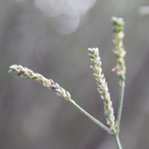 Verbena caracasana at O'Connor, ACT - 20 Jun 2021