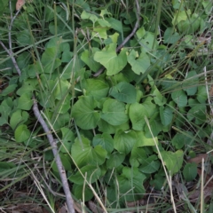 Viola odorata (Sweet Violet, Common Violet) at Dryandra St Woodland - 20 Jun 2021 by ConBoekel