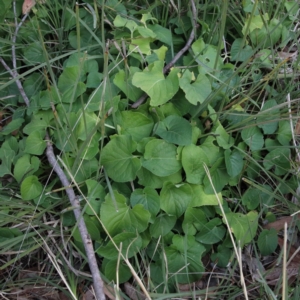 Viola odorata at O'Connor, ACT - 20 Jun 2021