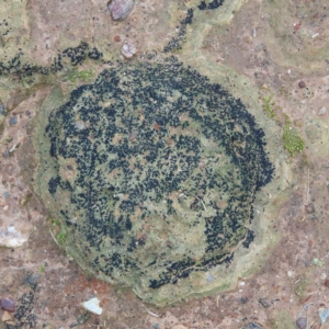Lichen - crustose at O'Connor, ACT - 20 Jun 2021
