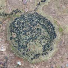 Lichen - crustose at Dryandra St Woodland - 20 Jun 2021 by ConBoekel