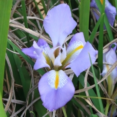 Iris unguicularis (Algerian Winter Iris) at Dryandra St Woodland - 20 Jun 2021 by ConBoekel