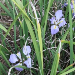 Iris unguicularis at O'Connor, ACT - 20 Jun 2021