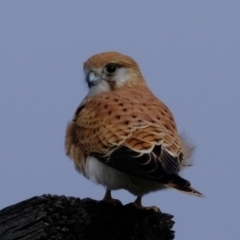 Falco cenchroides (Nankeen Kestrel) at Holt, ACT - 20 Jun 2021 by Kurt