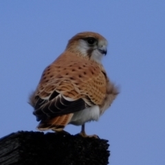 Falco cenchroides at Holt, ACT - 20 Jun 2021