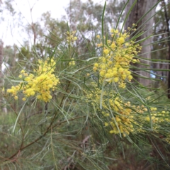 Acacia boormanii (Snowy River Wattle) at O'Connor, ACT - 20 Jun 2021 by ConBoekel
