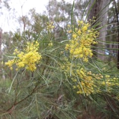 Acacia boormanii (Snowy River Wattle) at O'Connor, ACT - 20 Jun 2021 by ConBoekel