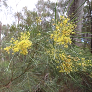 Acacia boormanii at O'Connor, ACT - 20 Jun 2021