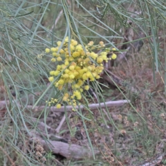 Acacia boormanii at O'Connor, ACT - 20 Jun 2021