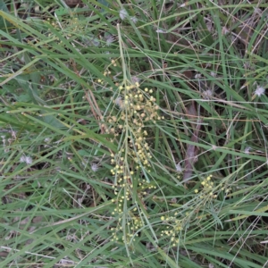 Acacia boormanii at O'Connor, ACT - 20 Jun 2021