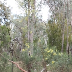 Acacia boormanii at O'Connor, ACT - 20 Jun 2021 12:02 PM