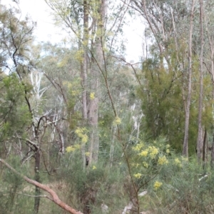 Acacia boormanii at O'Connor, ACT - 20 Jun 2021