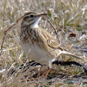 Anthus australis at Wallaroo, NSW - 20 Jun 2021 01:34 PM