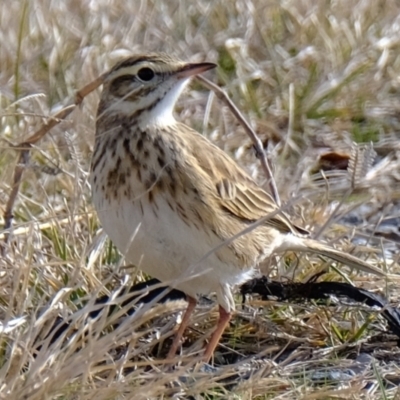 Anthus australis (Australian Pipit) at Wallaroo, NSW - 20 Jun 2021 by Kurt