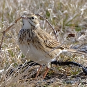 Anthus australis at Wallaroo, NSW - 20 Jun 2021 01:34 PM