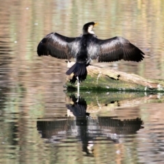 Microcarbo melanoleucos (Little Pied Cormorant) at Albury - 20 Jun 2021 by Kyliegw