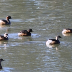 Tachybaptus novaehollandiae (Australasian Grebe) at West Albury, NSW - 20 Jun 2021 by KylieWaldon